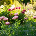 Pink peonies in bloom in a sunny landscaped garden at Sanders Senior Living