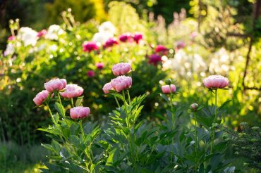 Pink peonies in bloom in a sunny landscaped garden at Sanders Senior Living